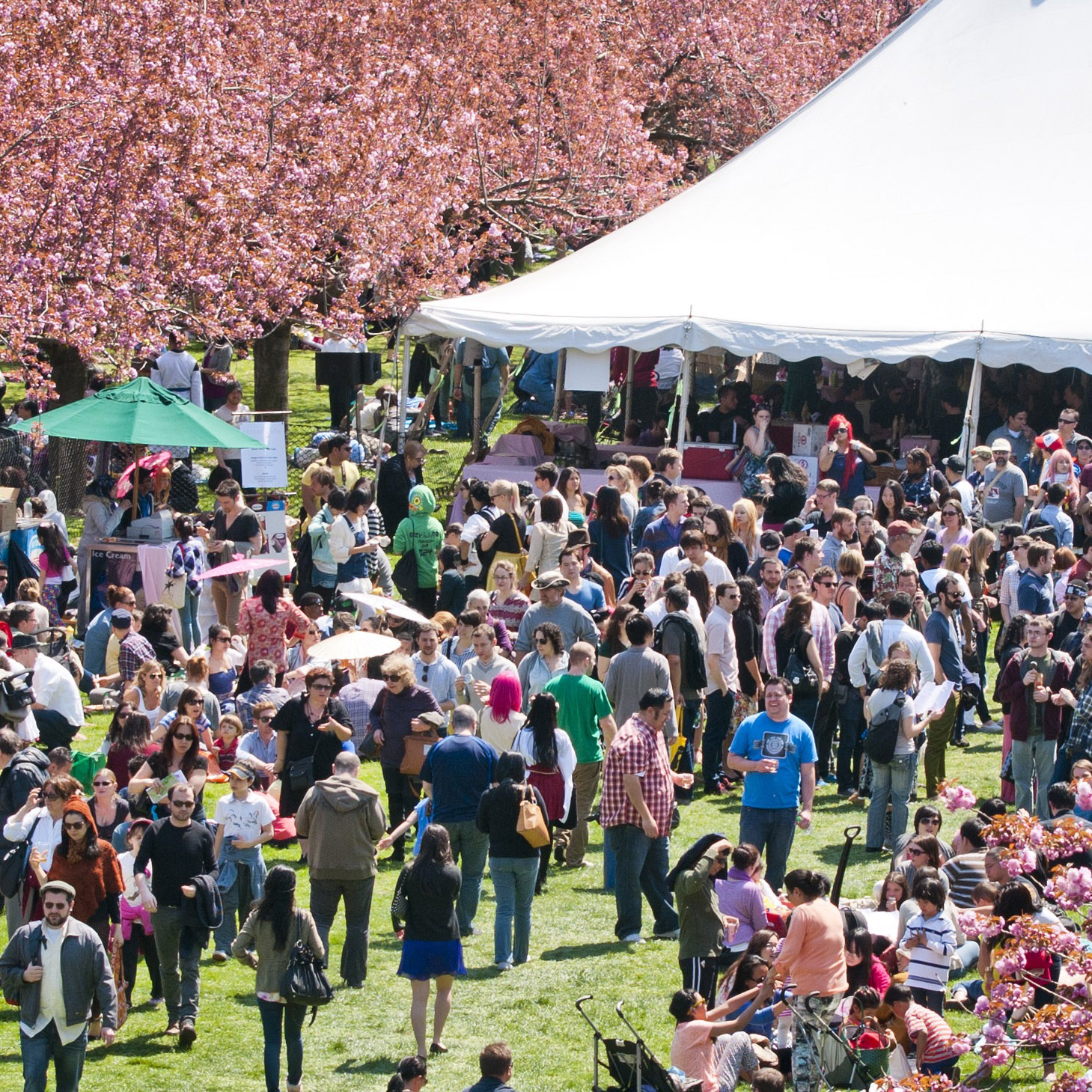 Sakura Matsuri Cherry Blossom Festival Events City of New York